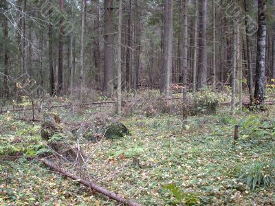 forest