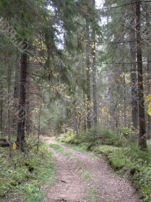 road in forest