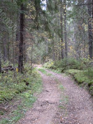 road in forest