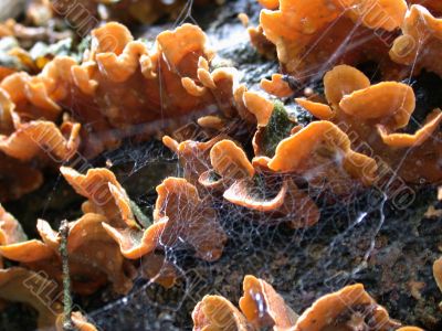mushrooms