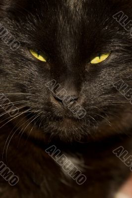 Black cats face