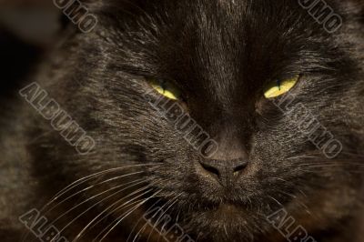 Black cats face
