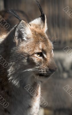 Siberian lynx