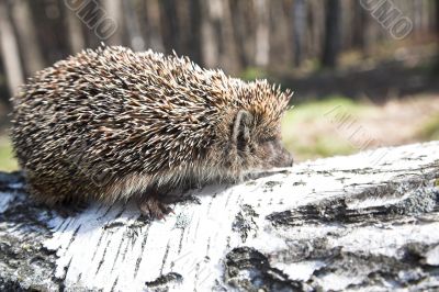 hedgehog