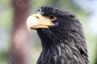 eagle