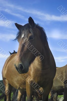 horse