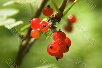 red currant
