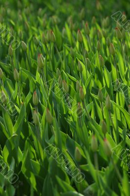 Soon we become adults