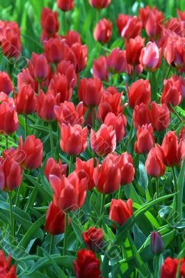 Scarlet tulips