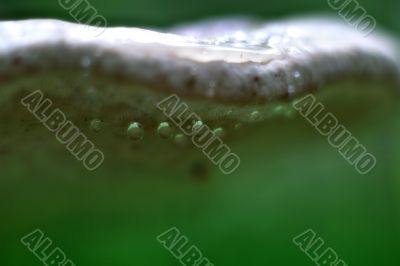 Mushroom in drops