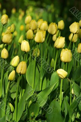 Yellow tulips