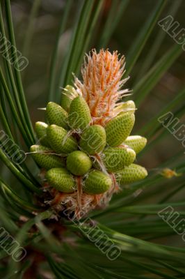 Coniferous