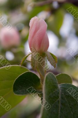 quince