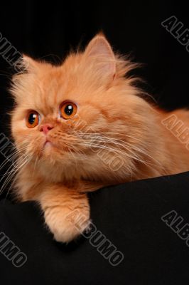 Artful cat