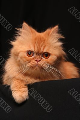 Artful cat