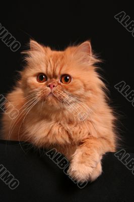 Artful cat