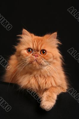 Artful cat