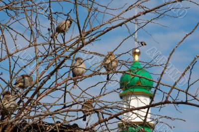 Sparrows