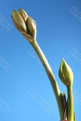 Green Buton White Lily