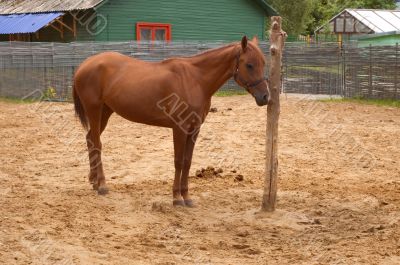 Bareback