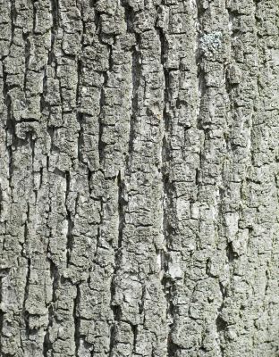 bark tree