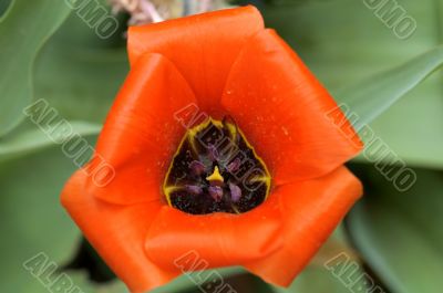 bud flowers