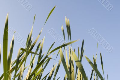 Grass