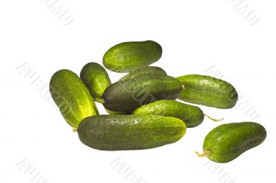 Cucumber