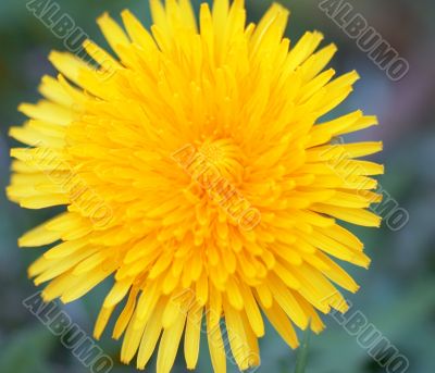 dandelion
