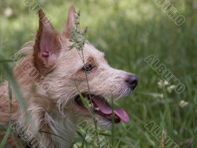 Doggy