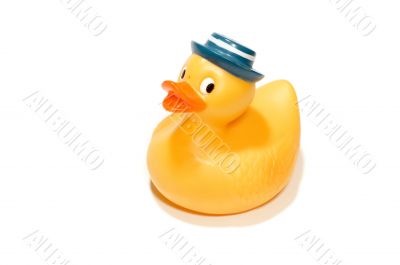 rubber duck