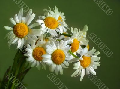 Bouquet of camomiles
