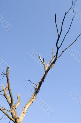 Fragment trees
