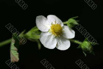 Wild strawberry