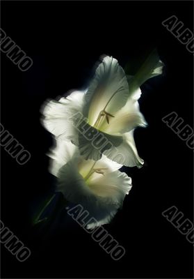 Gladiolus