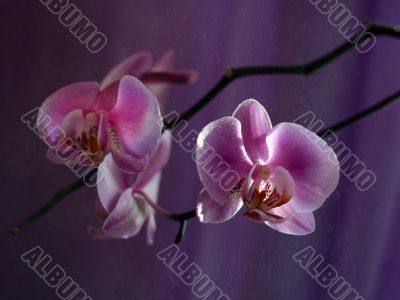 Orchid