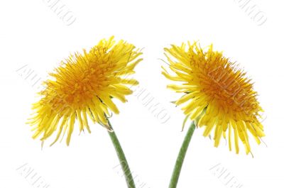 two dandelions