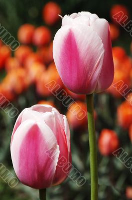 two red tulips