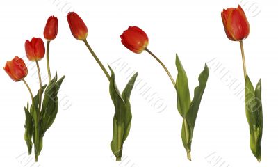 red tulips