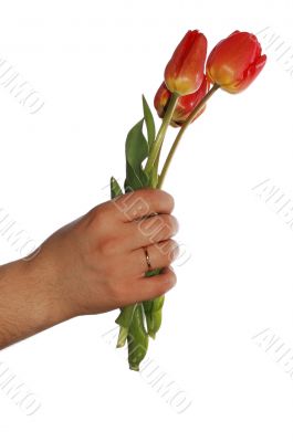 tulips in hand