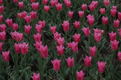 red tulips