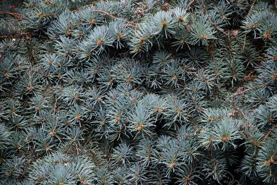 Pine branches background