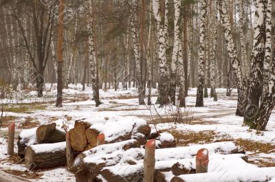 latewood