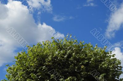 Leaves