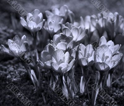 Crocus
