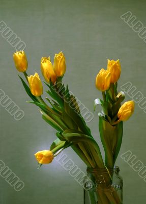Bouquet of yellow tulips