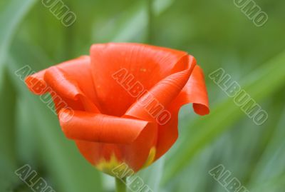 red tulip