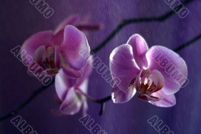 Orchid