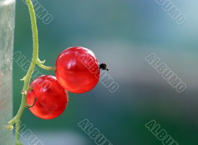 Red currant