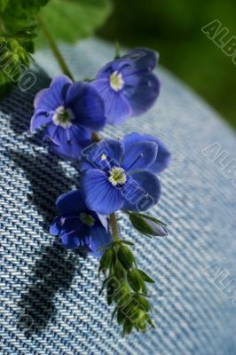 Small dark blue flowers